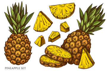 Fruits hand drawn vector illustrations collection. Colored pineapple.