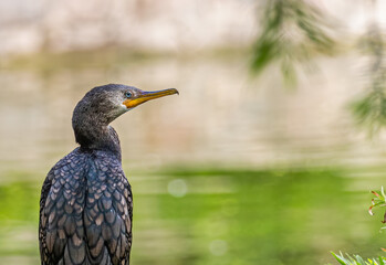 Fototapeta premium Cormorant a closer view of it