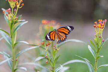An injured Common Tiger butterfly