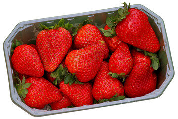 strawberries in a basket