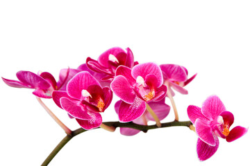 pink orchid isolated on white background