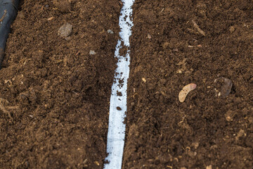 Close up view of planting of seeds on paper tape process. Sweden. 