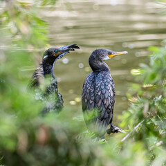A pair of cormorant resting on a tree