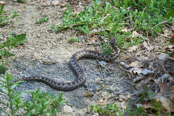 Nose-Horned Viper male in natural habitat (Vipera ammodytes)