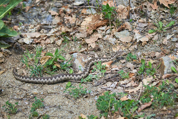 Nose-Horned Viper male in natural habitat (Vipera ammodytes)