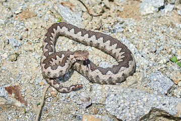 Nose-Horned Viper male in natural habitat (Vipera ammodytes)