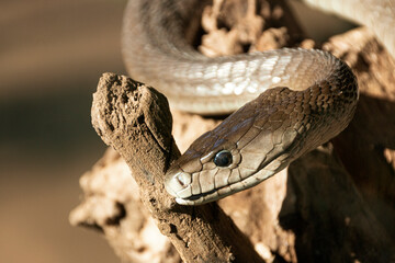 A close up view of a black mamba 