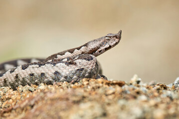 Naklejka na ściany i meble Nose-Horned Viper male in natural habitat (Vipera ammodytes)