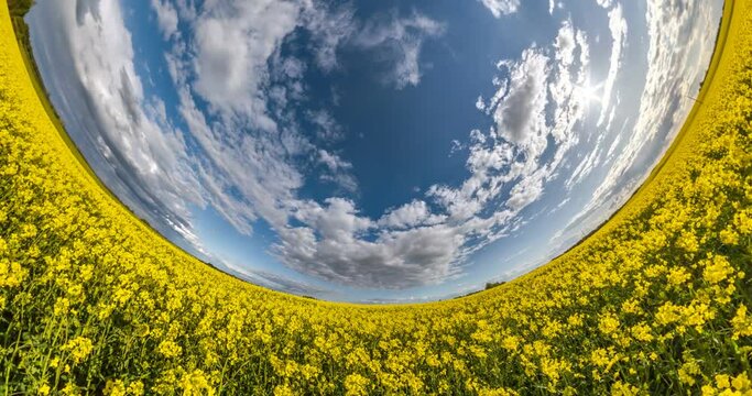 rotation of blue sphere little planet inside yellow rapessed flowers round frame background