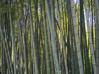 Bamboo grove. Plant stems. Thick bamboo forest. Southern nature.