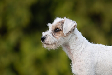 terrier dog detail of head