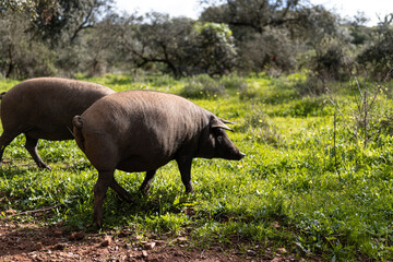 Cerdo iberico