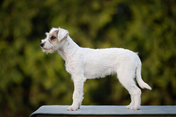 terrier dog photo dog exibithion dog show