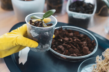 orchid transplanting, woman transplanting houseplants, houseplants are easy to care for, Beautiful orchid plant transplanted into new soil from pine bark on the background of a wooden table
