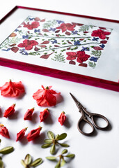 Azalea flowers and buds prepared for the pressed against the background of a botanical picture, a...