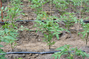 Growing vegetables using drip irrigation