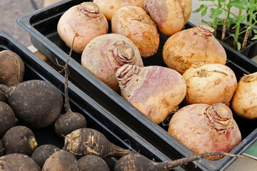 black radishes and turnips 