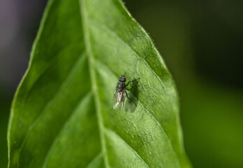 fly on leaf