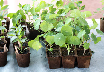 vegetable seedlings
