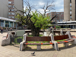 Monument of nature Karađorđe's Mulberry tree / Spomenik prirode Karađorđev dud u Smederevu, Smederevo - Serbia (Srbija)