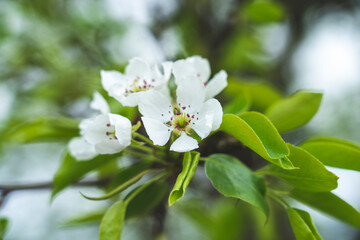 Pear tree flowers in spring with bees, Spring background, pear flowers on the background of a blooming garden, close-up with space for text