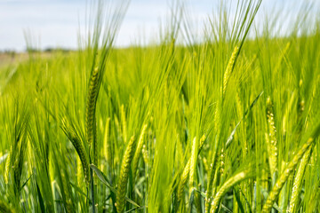 An agricultural field cultivated with Hordeum vulgare