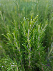 fresh rosemary herbs