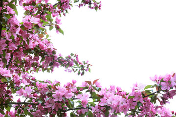 Fototapeta premium Branches of the Apple tree covered by delicate pink flowers