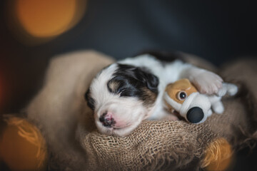 Newborn Australian Shepherd puppy dog sleeping with a toy among burning lights on a black background © honey_paws