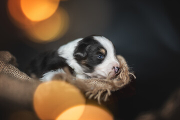 Newborn Australian Shepherd puppy dog sleeping among burning lights on a black background © honey_paws