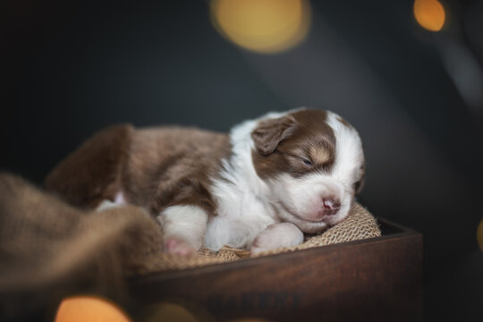 Newborn Australian Shepherd Puppy Dog Sleeping Among Burning Lights On A Black Background