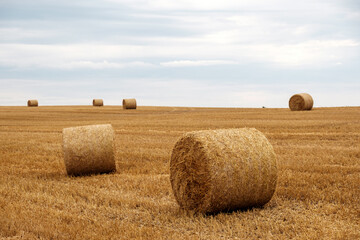 Fototapeta na wymiar Yellow haystack rolls on the field in Pomaranian district, Poland