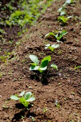 畑の大根の芽