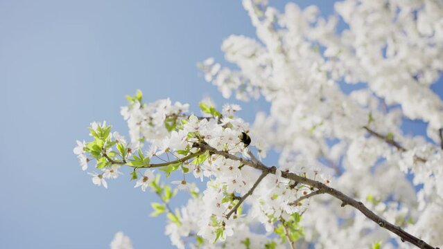 Big bumblebee collects nectar from cherry blossom branches in slow motion against a blue sky on a sunny day