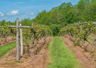 Fototapeta na wymiar The English Vineyard in Spring
