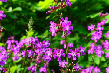 Blumenwiese mit Pechnelken