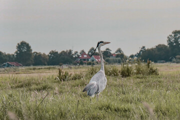 Heron standing in the field.