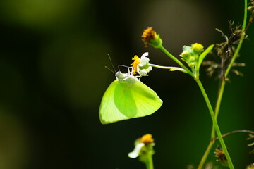 Closeup butterfly on a flower (Common Mottled Emigrant Butterfly)