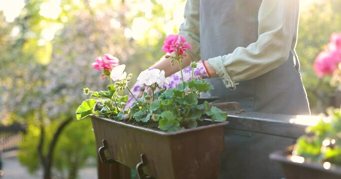 woman planting summer flowers in box on terrace at home garden