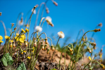 wild flowers over blue sky