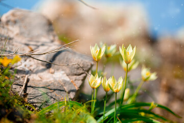 Spring flowers under the rays of sunlight. Snowdrops close-up. Beautiful landscape of nature. Hi spring. Beautiful flowers on a green meadow.