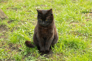 A black cat sitting on the grass in summer