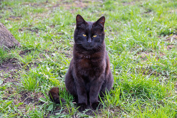 Naklejka na ściany i meble A black cat sitting on the grass