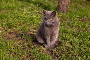 British cat sitting on the grass