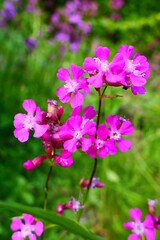 Obraz premium Blüte der Pechnelken