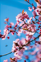 sakura blossom over blue sky
