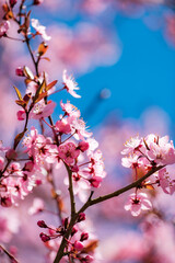 sakura blossom over blue sky