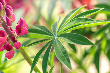 Close-up portrait of colorful lupin flowers in a garden in spring outdoors, Lupinus arboreus	
