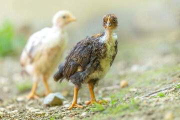 Close-up portrait of a young free-range chick during molt in the summer outdoors	
