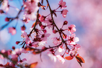 sakura blossom over blue sky